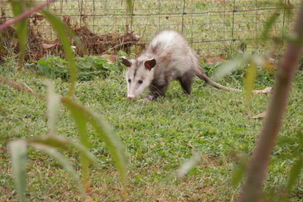 best air rifles for raccoons