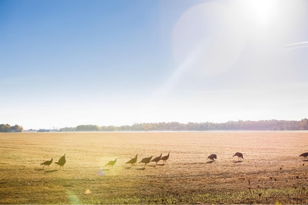 red dot for turkey hunting