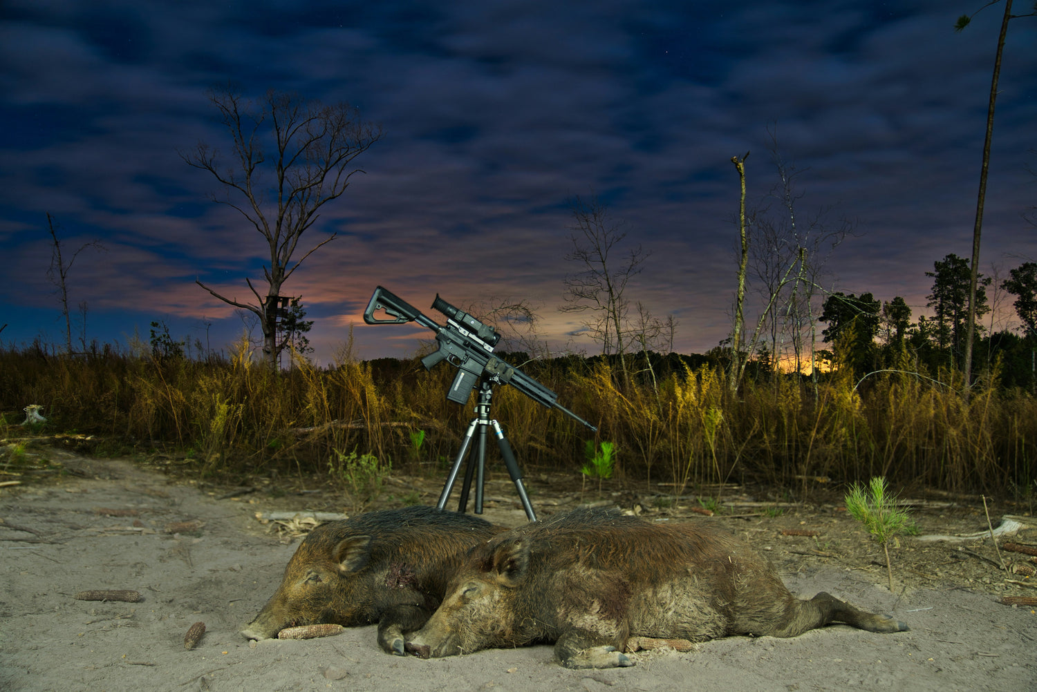 How to Responsibly Hunt Florida’s Most Destructive Invasive Species Wild Hog