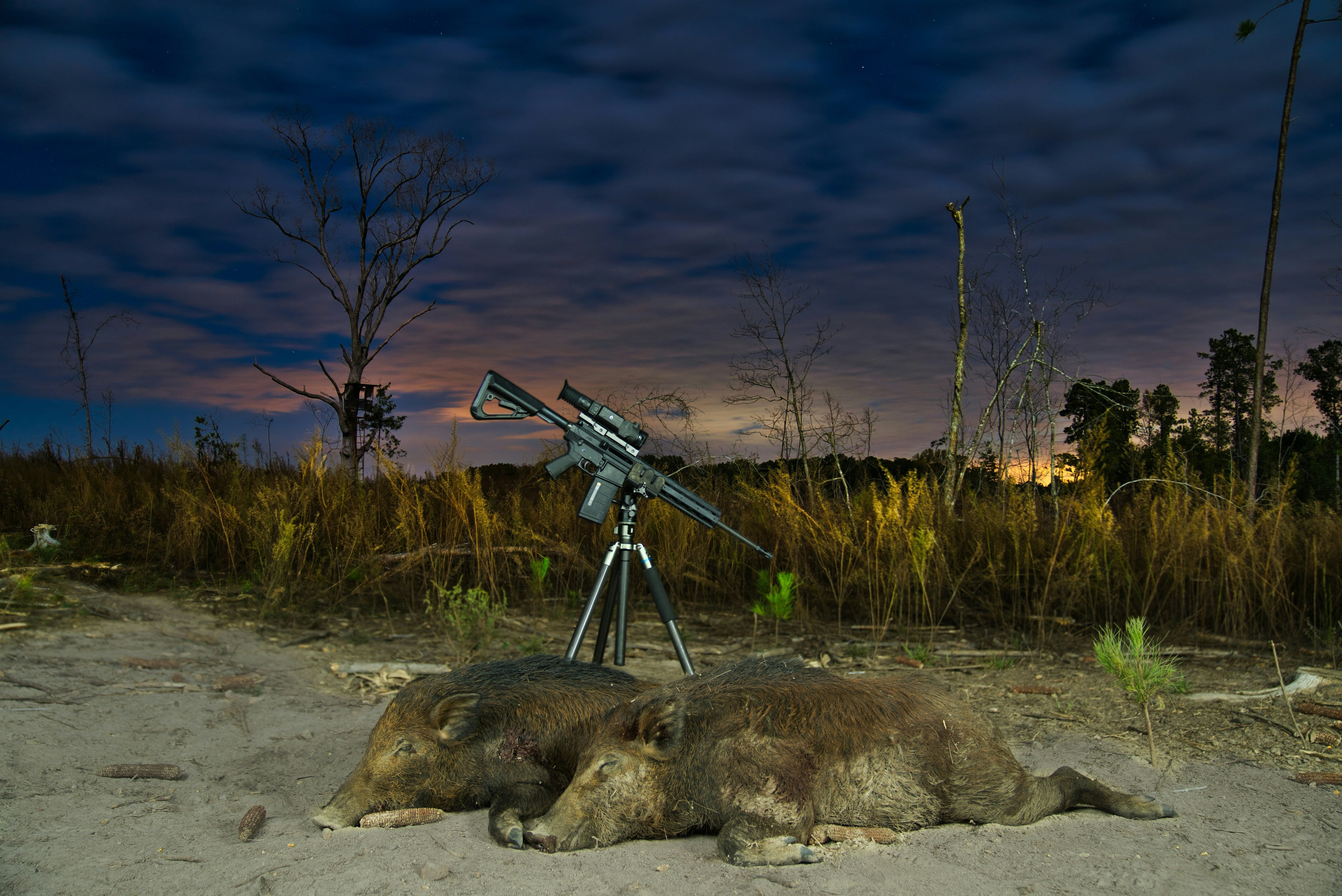 How to Responsibly Hunt Florida’s Most Destructive Invasive Species Wild Hog