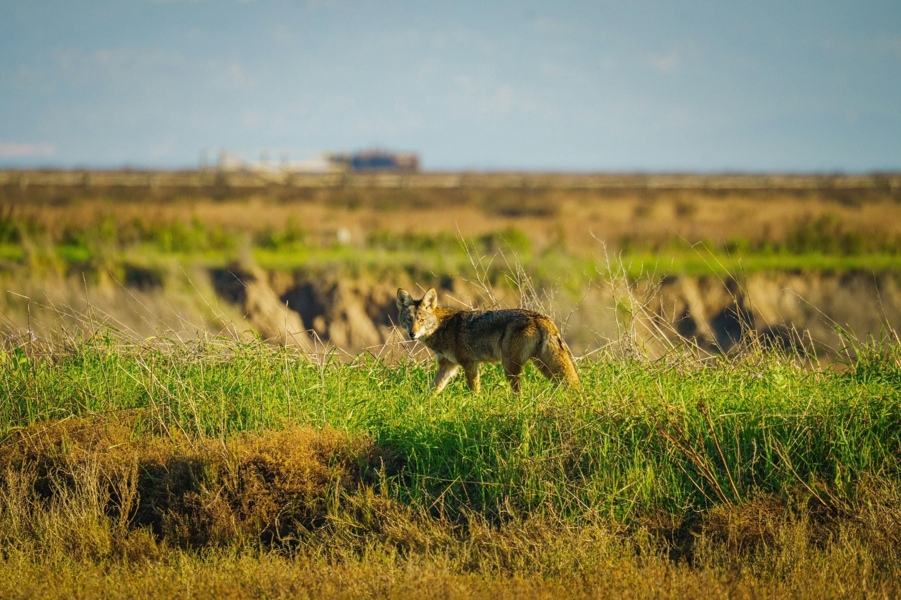 How to Choose a PCP Air Rifle for Coyote Hunting