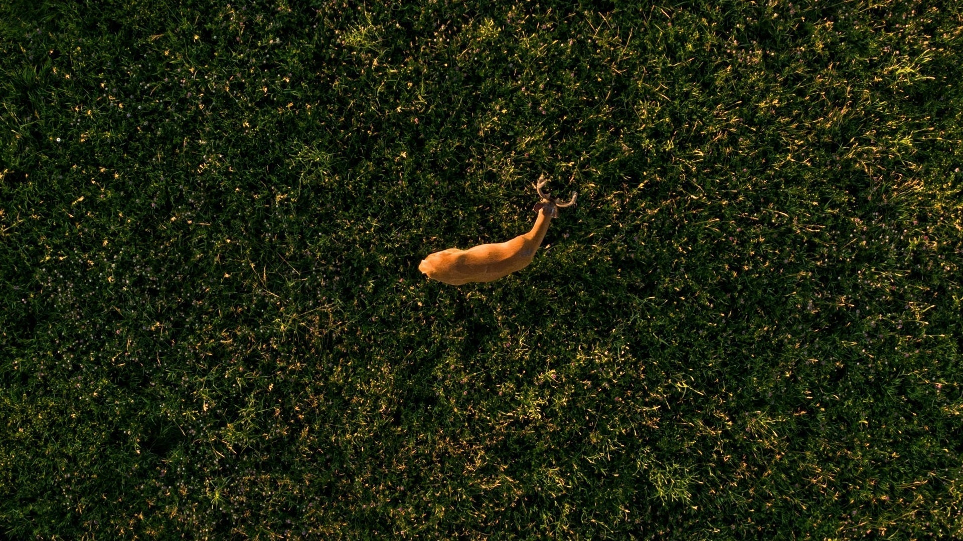 Wyoming 2025–2026 Game Hunting Overview