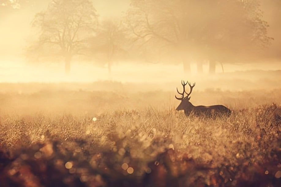 2025 deer hunting season dates