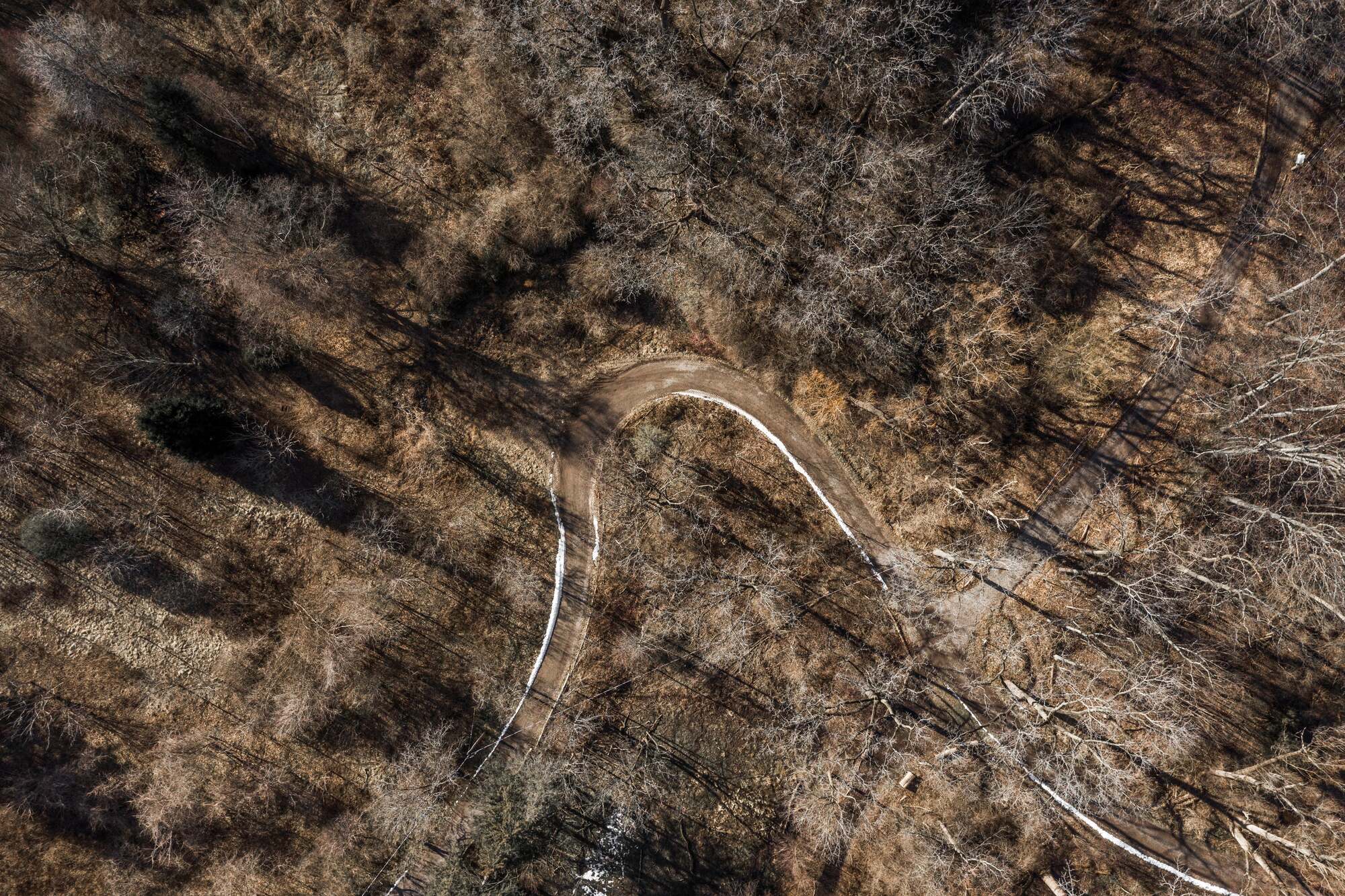 Pinty Scopes | forest road in winter