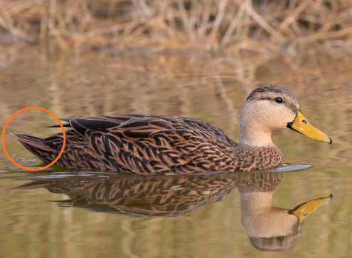 AirGun Hunting Information