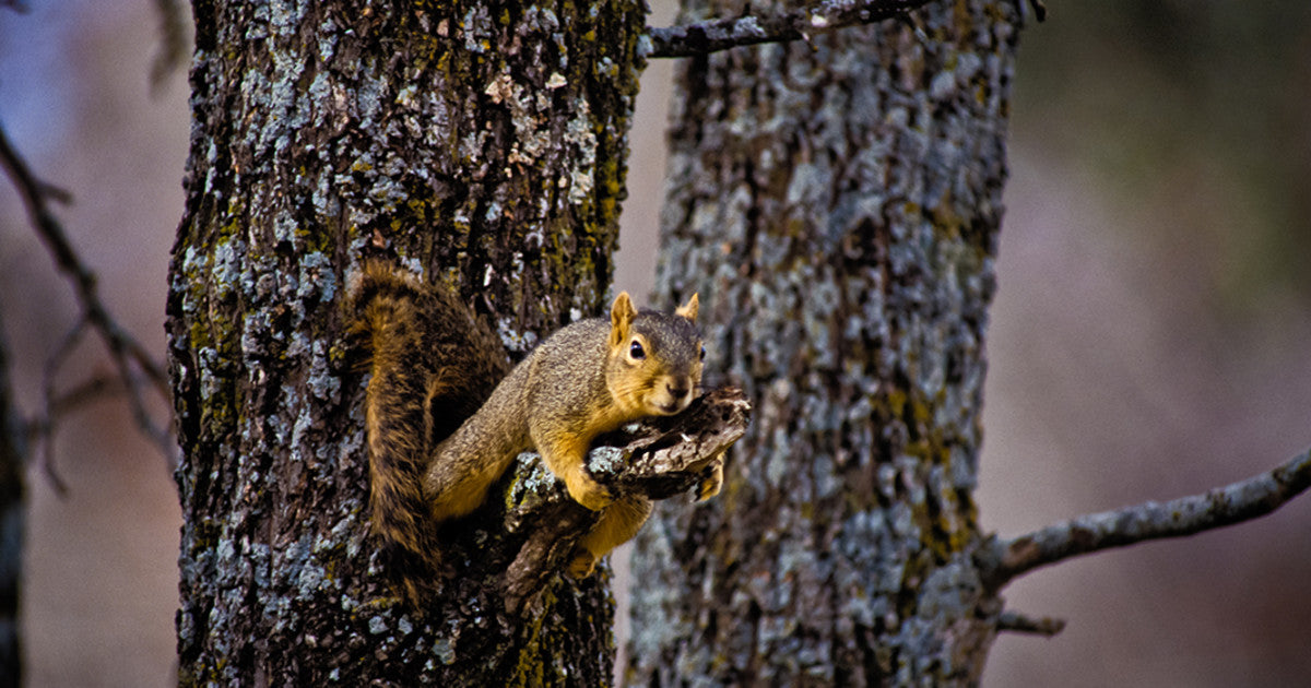 The Airgun Hunter’s Guide to Squirrels