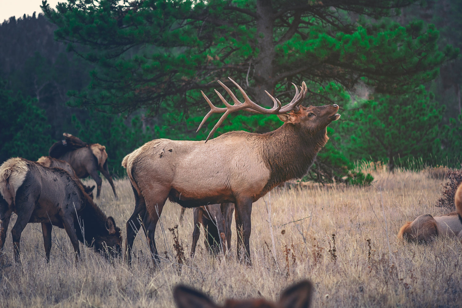 California Deer Hunting 2024 Q4