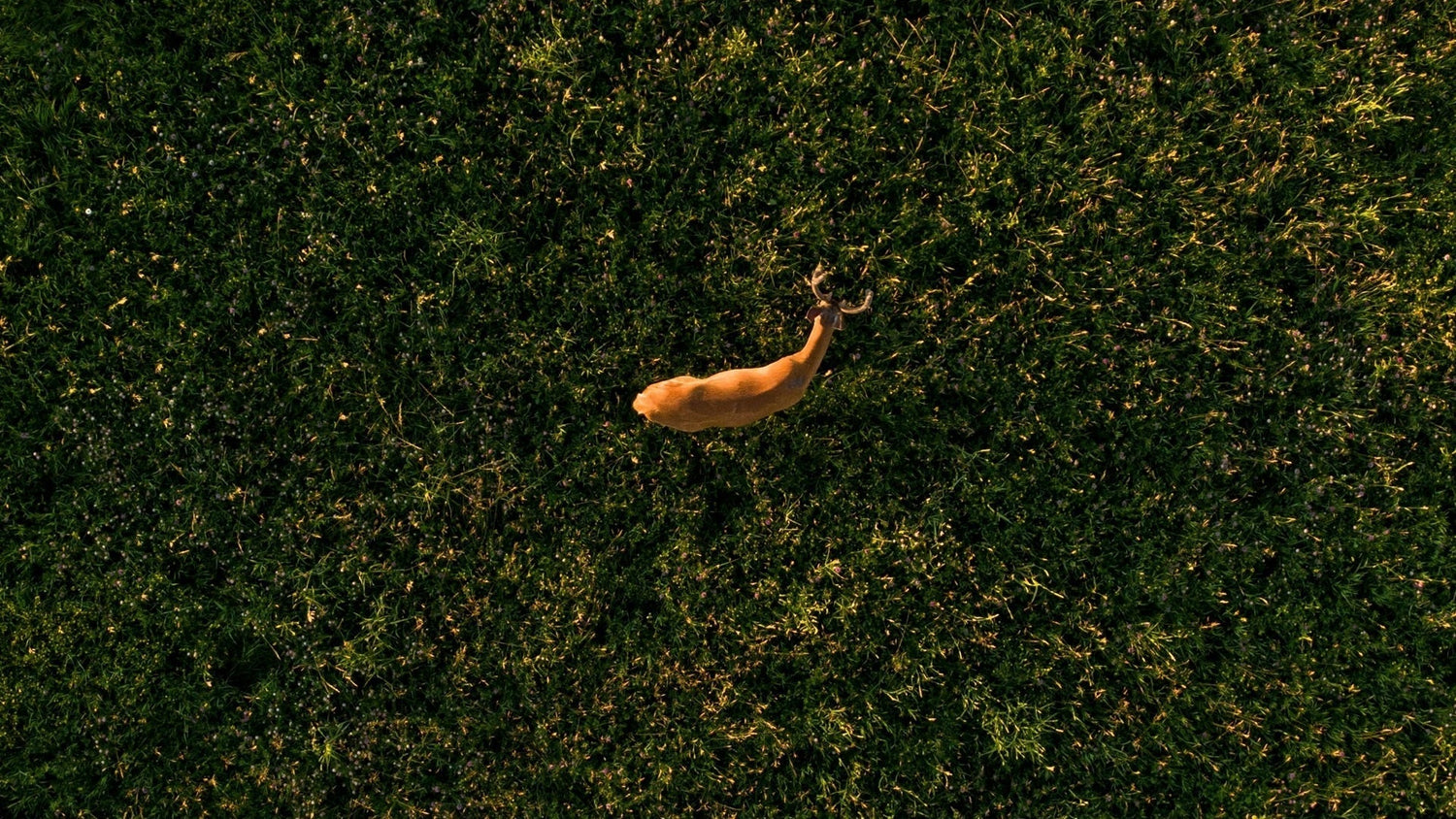 Wyoming 2025–2026 Game Hunting Overview