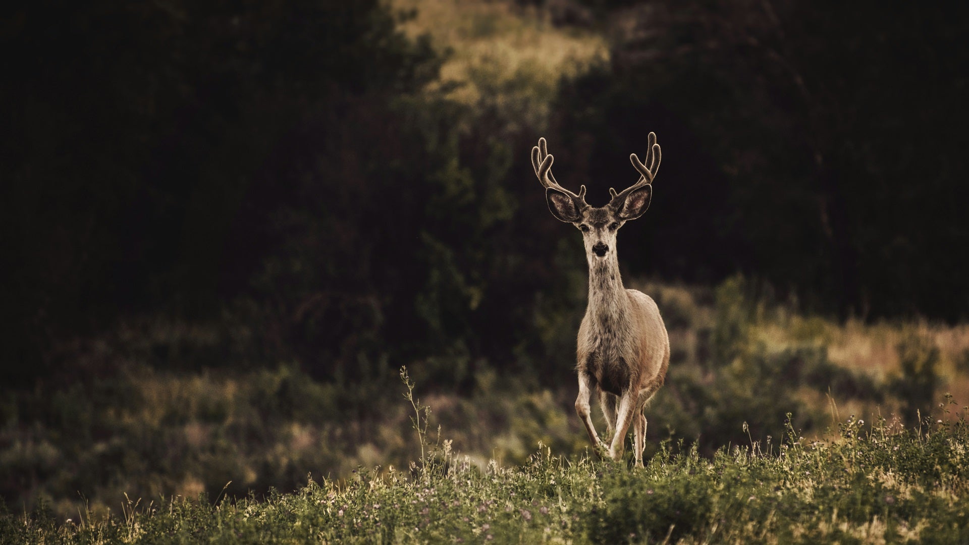 Florida Resident Game and Hunting Seasons 2025–2026