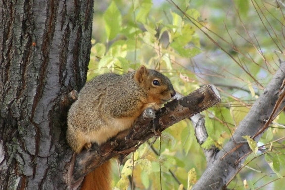 The Airgun Hunter’s Guide to Squirrels, Part Two: California Ground Squirrels