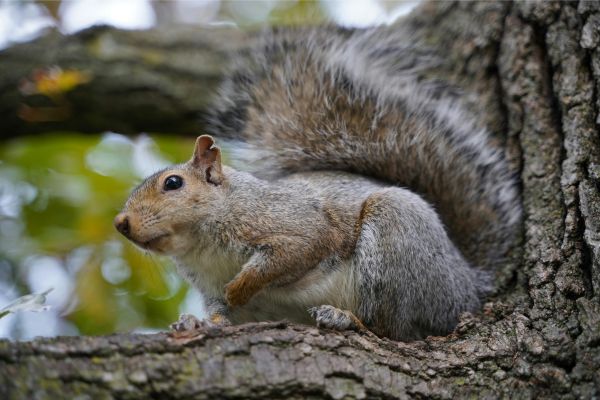Air Rifles for Squirrel Hunting 101